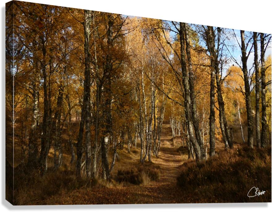 Autumns Ramble in the Scottish Highlands Canvas Print