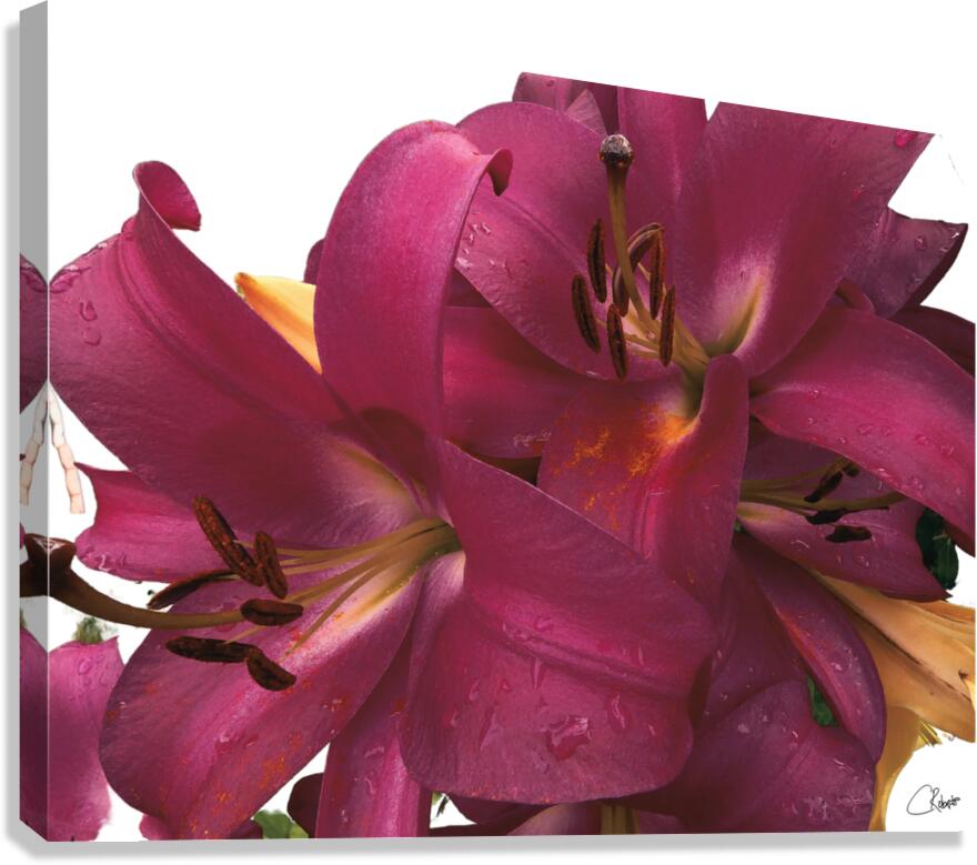 Ruby Lily Flowers Canvas Print