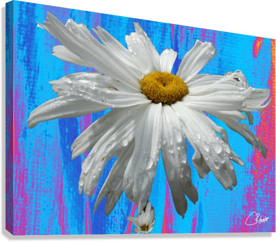  White Daises on Abstract Coloured Heatwave Background Canvas Print