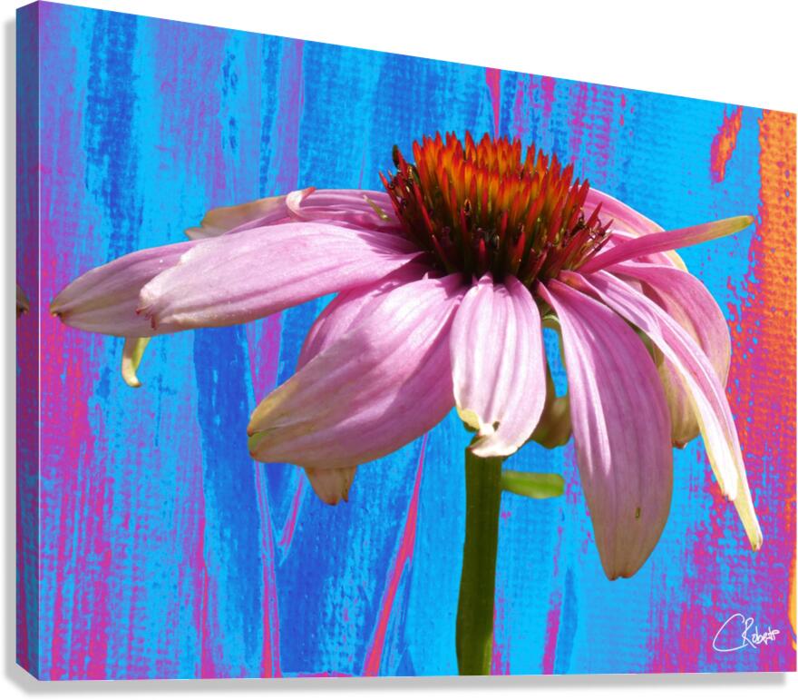 Echinacea Flower Close up on Heatwave Abstract Canvas Print