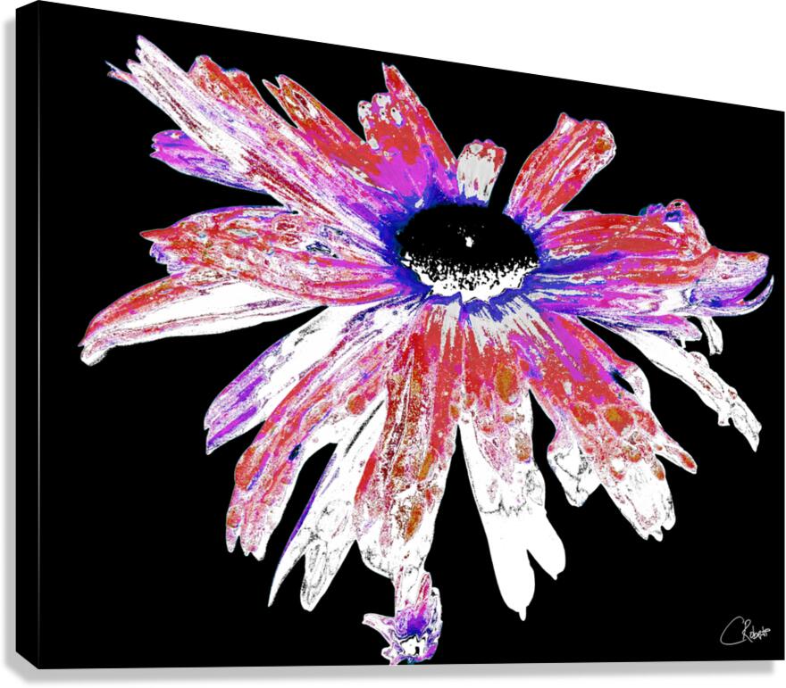Red and White Distressed Daisy Flower on a Black Background Canvas Print
