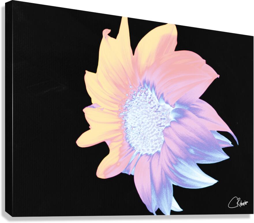 Silver and Pink Sunflower on a Black Background Canvas Print