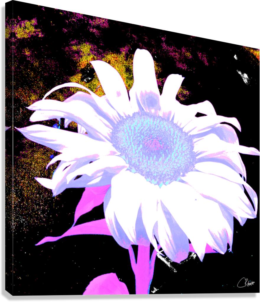 Pink Sunflower on  Dark  Abstract Background Canvas Print
