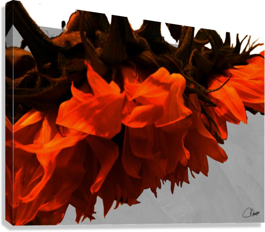 Distressed Sunflowers Edge Canvas Print