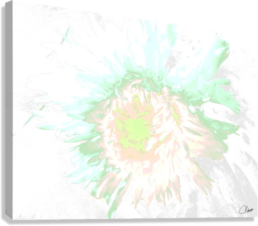 Delicate Heatwave Chrysanthemum Canvas Print