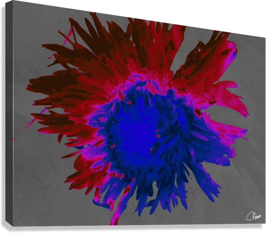 Darker Distressed Neon Heatwave Chrysanthemum Canvas Print