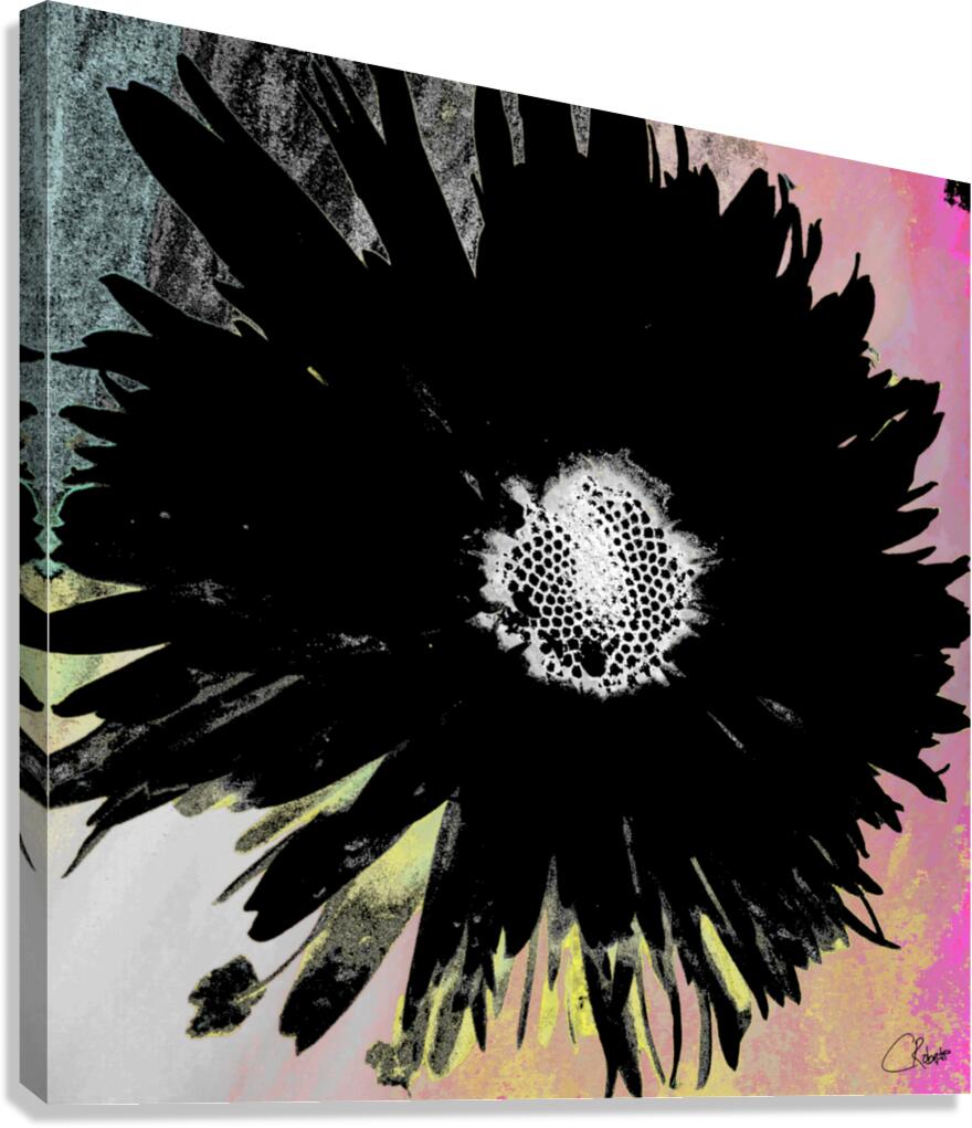 Black Daisy White Centre on a Coloured Abstract Background Canvas Print