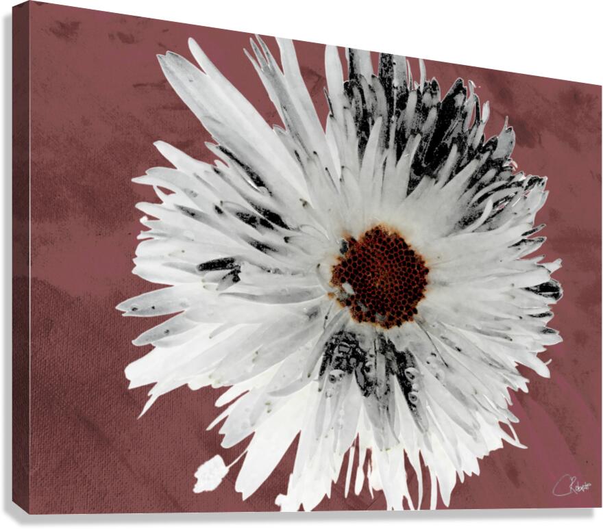  Light Distressed Daisy Flower with Dark Centre on an Abstract Background Canvas Print