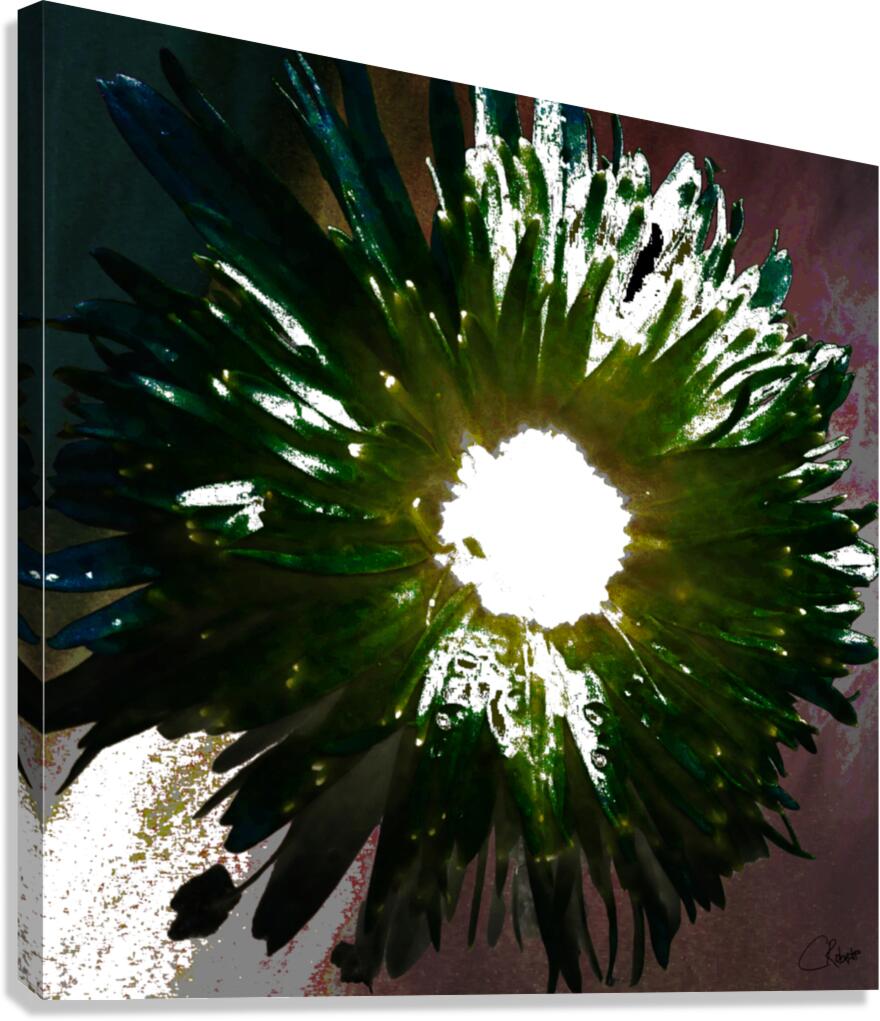 Daisy Light Centre on Darker Abstract Background Canvas Print