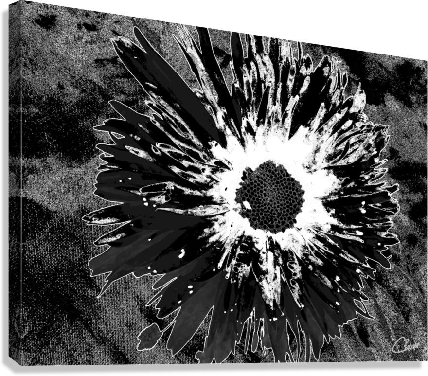 Darkly Monochrome Daisy Flower on a Dark Abstract Background Canvas Print