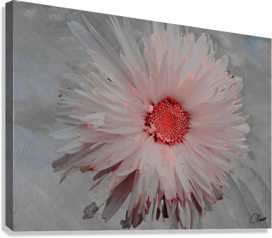 Pink Abstract Daisy Flower Centre on a Grey Abstract Background Canvas Print
