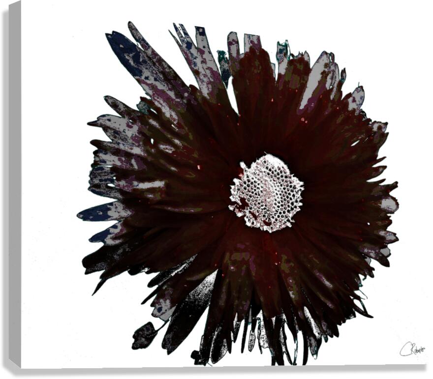 Dark Burgundy Distressed Daisy on  a Pale Abstract Background Canvas Print
