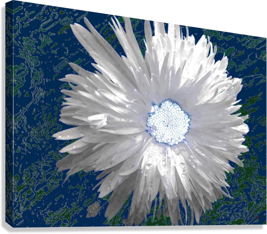 White Daisy Flower with Light Turquoise Centre on an Abstract Background Canvas Print