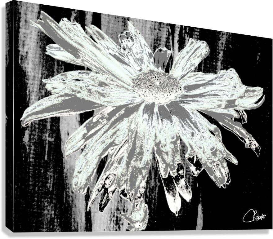  Paler Mint Distressed Daisy Flower on a Dark Abstract Background Canvas Print