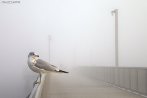 Seagull on the Bridge