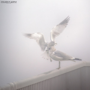 Seagulls in Fog