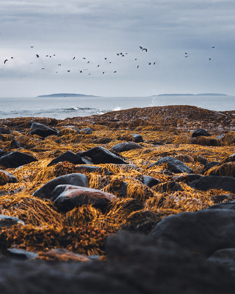 Flocking Off by snellularr  photo