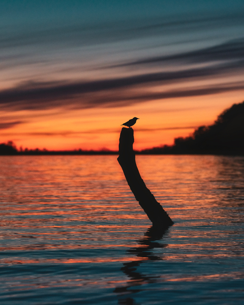 Light - like a feather in the shadows by snellularr  photo