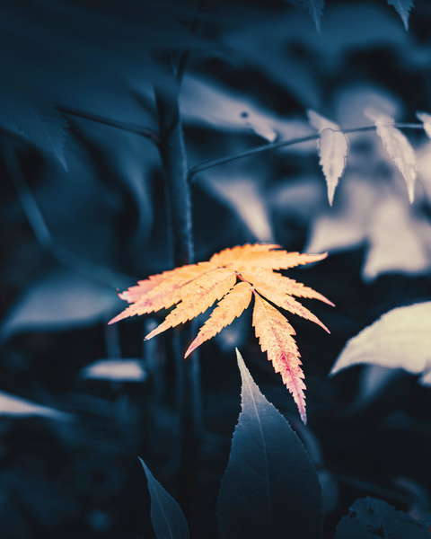 a warm glimpse by snellularr  photo