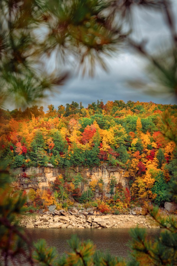 Framed Foliage by snellularr  photo