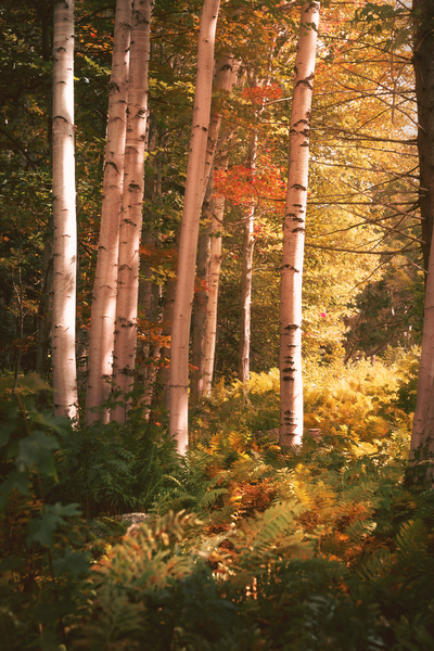 To be...profound by snellularr  photo