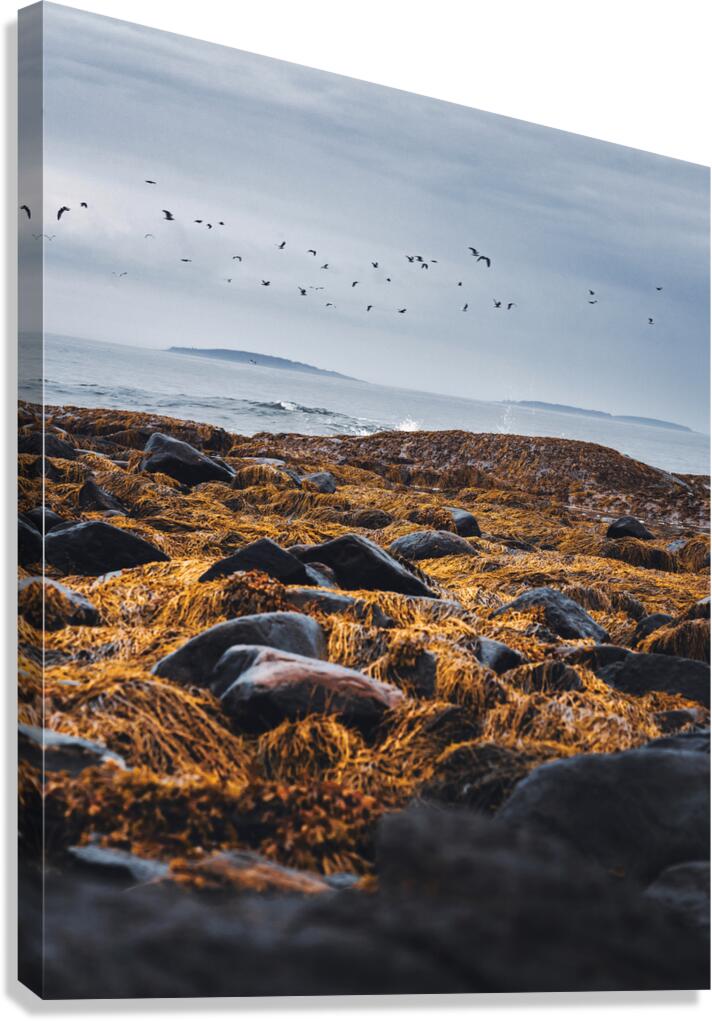 Flocking Off Canvas Print