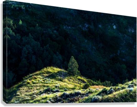 Lonesome Tree Canvas Print