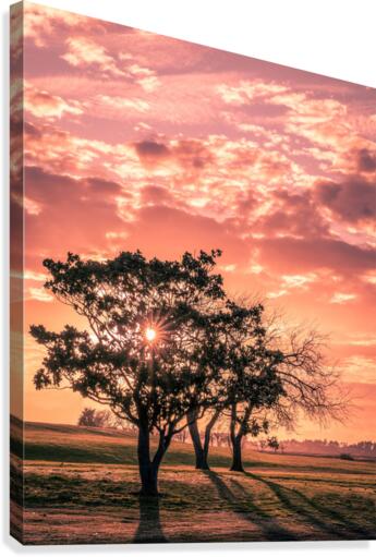 Evening -out Canvas Print