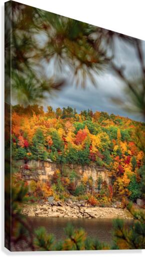 Framed Foliage Canvas Print