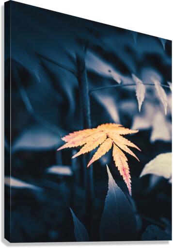 a warm glimpse Canvas Print