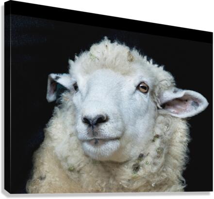 Happy Sheep 488 Canvas Print