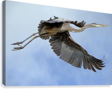 Flap 1615 Canvas Print
