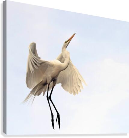 Beautiful  2249 Canvas Print