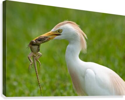 Lizard Lunch 2230 Canvas Print