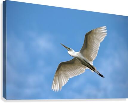 Flight  2121 Canvas Print