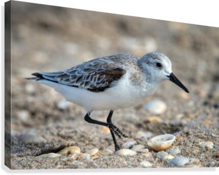 Sanderling 2491 Canvas Print