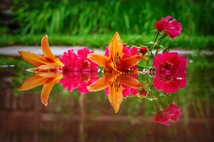 Lilies and Roses Reflection