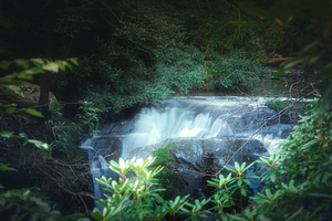 Wild Creek Falls Through the Trees