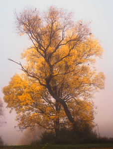 Yellow Autumn