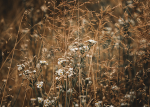 Summter Wildflower Tangle