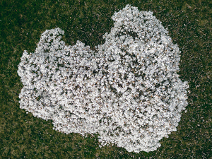 Star Magnolia Tree From Above