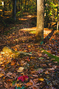 Hunsickers Grove Autumn Path