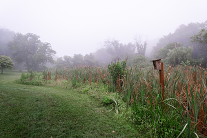 Birdhouse in the Cattails