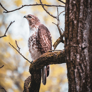 Red Tailed Hawk