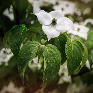 Single Dogwood and Leaves