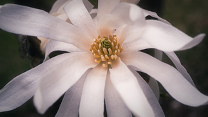 Star Magnolia Wide Closeup