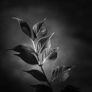 River Blade Black and White
