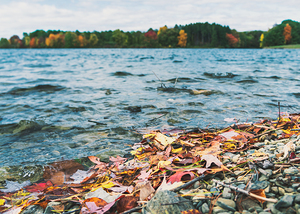 Autumn Leaves on Beltzville Lake Shoreline