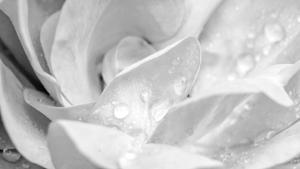 Monochrome Rose Water Droplet Macro