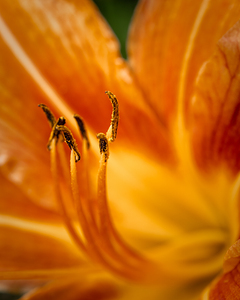 Lily Stamen with Pollen
